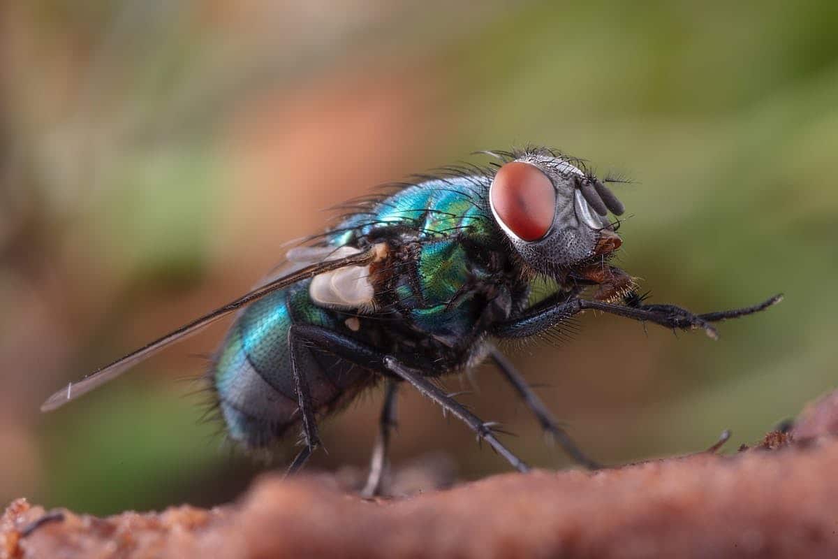 Comment éliminer les insectes volants dans votre maison ?